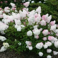 Hydrangea Paniculata Vanille Fraise ('Renhy') (PBR) -Sapling Vibe Sales Store pl2000011165 card6 lg