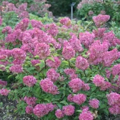 Hydrangea Paniculata Vanille Fraise ('Renhy') (PBR) -Sapling Vibe Sales Store pl2000011165 card7 lg