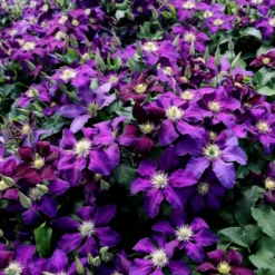 Clematis 'The Vagabond' -Sapling Vibe Sales Store pl2000012359 card3 lg