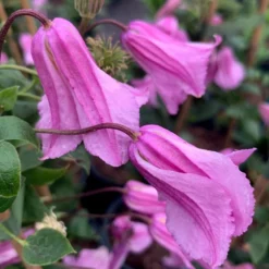 Clematis 'Alionushka'