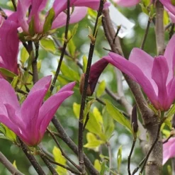 Magnolia 'Susan' -Sapling Vibe Sales Store pl2000012896 card4 lg