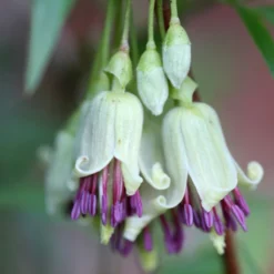 Clematis Napaulensis -Sapling Vibe Sales Store pl2000013334 card3 lg