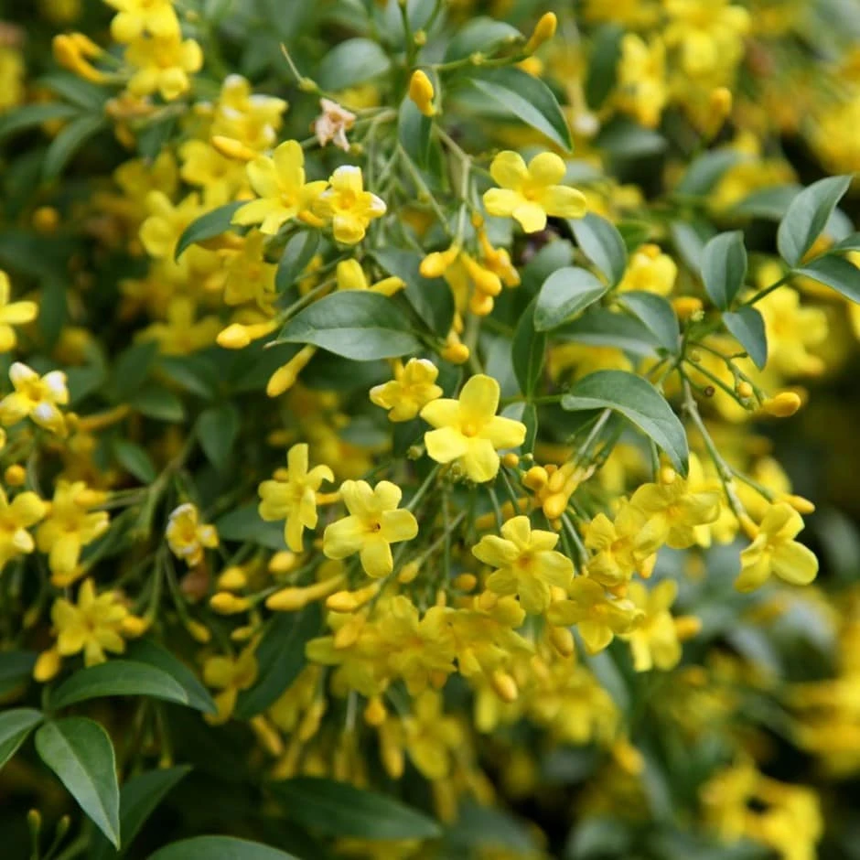 Jasminum Humile 'Revolutum' 1 Jasminum Humile 'Revolutum'