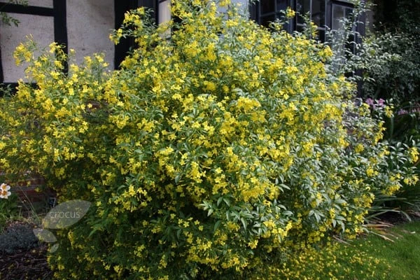 Jasminum Humile 'Revolutum' 2 Jasminum Humile 'Revolutum' - Image 2