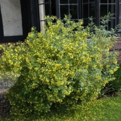 Jasminum Humile 'Revolutum' 5 Jasminum Humile 'Revolutum' -Sapling Vibe Sales Store pl2000014512 card3 lg