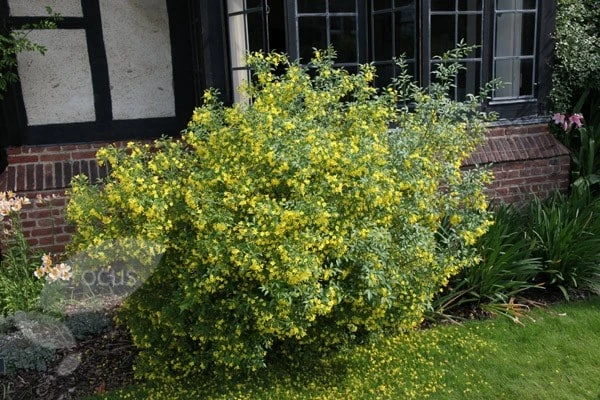 Jasminum Humile 'Revolutum' 3 Jasminum Humile 'Revolutum' - Image 3