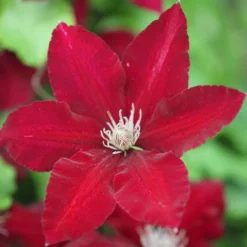 Clematis Rebecca ('Evipo016') (PBR) (Boulevard Series) -Sapling Vibe Sales Store pl2000015732 card3 lg