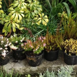 Heather Collection (6 Mixed Heathers) -Sapling Vibe Sales Store pl2000017456 card4 lg