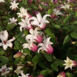 Clematis Princess Kate ('Zoprika') (PBR) -Sapling Vibe Sales Store pl2000017699 card3 lg