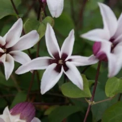 Clematis Princess Kate ('Zoprika') (PBR) -Sapling Vibe Sales Store pl2000017699 card4 lg