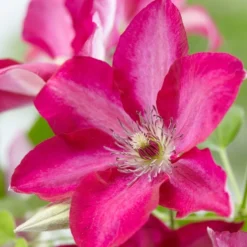 Clematis Tekla ('Evipo069') (PBR)