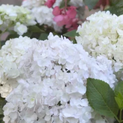 Hydrangea Macrophylla 'Blushing Bride'