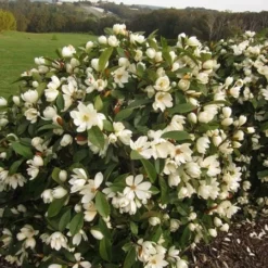 Magnolia Fairy Magnolia Cream ('MicJur02') (PBR) -Sapling Vibe Sales Store pl2000020884 card6 lg