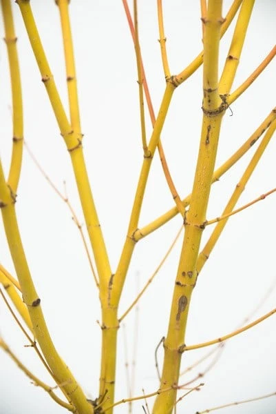 Acer Palmatum 'Bi Hō' 2 Acer Palmatum 'Bi Hō' - Image 2