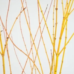 Acer Palmatum 'Bi Hō' 8 Acer Palmatum 'Bi Hō' -Sapling Vibe Sales Store pl2000020889 card3 lg