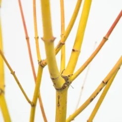 Acer Palmatum 'Bi Hō' 9 Acer Palmatum 'Bi Hō' -Sapling Vibe Sales Store pl2000020889 card4 lg