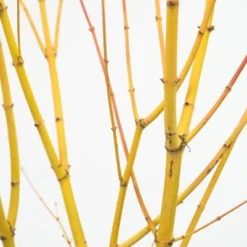 Acer Palmatum 'Bi Hō' 10 Acer Palmatum 'Bi Hō' -Sapling Vibe Sales Store pl2000020889 card5 lg