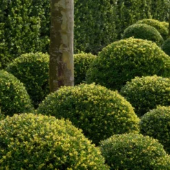 Ilex Crenata Dark Green ('Icoprins11') (PBR)