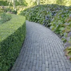 Ilex Crenata Dark Green ('Icoprins11') (PBR) -Sapling Vibe Sales Store pl2000020898 card4 lg