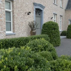 Ilex Crenata Dark Green ('Icoprins11') (PBR) -Sapling Vibe Sales Store pl2000020898 card5 lg