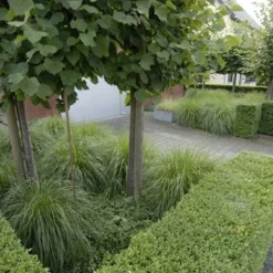 Ilex Crenata Dark Green ('Icoprins11') (PBR) -Sapling Vibe Sales Store pl2000020898 card6 lg