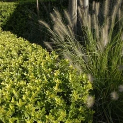 Ilex Crenata Dark Green ('Icoprins11') (PBR) -Sapling Vibe Sales Store pl2000020898 card7 lg