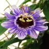 Passiflora 'Purple Haze'