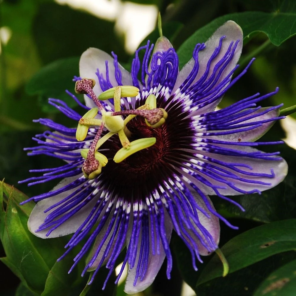 Passiflora 'Purple Haze' 2 Passiflora 'Purple Haze' - Image 2