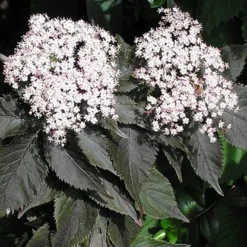 Sambucus Nigra F. Porphyrophylla Black Tower ('Eiffel 1') (PBR) -Sapling Vibe Sales Store pl2000020988 card5 lg