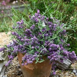 Buddleja × Pikei Unique ('Pmoore12') (PBR) -Sapling Vibe Sales Store pl2000021841 card7 lg