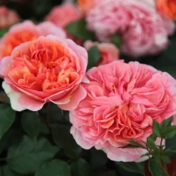 Rosa Duchess Of Cornwall ('Tan97157')