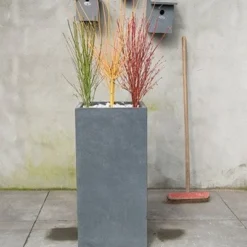 Acer Palmatum Going Green ('Sonkootgre') (PBR) -Sapling Vibe Sales Store pl2000023636 card3 lg