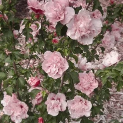 Hibiscus Syriacus Pink Chiffon ('Jwnwood4') (PBR) (Chiffon Series) -Sapling Vibe Sales Store pl2000024736 card4 lg