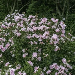 Hibiscus Syriacus Pink Chiffon ('Jwnwood4') (PBR) (Chiffon Series) -Sapling Vibe Sales Store pl2000024736 card7 lg