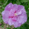 Hibiscus Syriacus Lavender Chiffon ('Notwoodone') (PBR) (Chiffon Series)