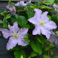 Clematis 'Blue Angel' -Sapling Vibe Sales Store pl2000024818 card3 lg