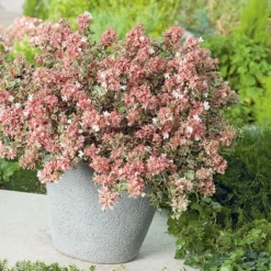 Abelia × Grandiflora Magic Daydream ('Opstal103') (PBR) -Sapling Vibe Sales Store pl2000024907 card3 lg