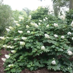 Hydrangea Quercifolia -Sapling Vibe Sales Store pl2000026323 card3 lg