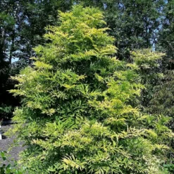 Sambucus Nigra Golden Tower ('Jdeboer001') (PBR) -Sapling Vibe Sales Store pl2000027171 card3 lg