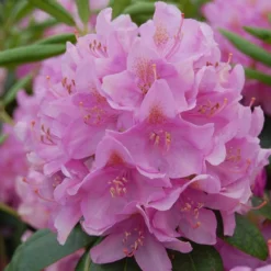 Rhododendron 'Roseum Elegans'