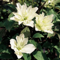 Clematis 'Star' (PBR)