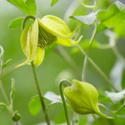 Clematis Little Lemons ('Zo14100') (PBR) -Sapling Vibe Sales Store pl2000033527 card4 lg