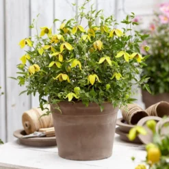 Clematis Little Lemons ('Zo14100') (PBR) -Sapling Vibe Sales Store pl2000033527 card9 lg