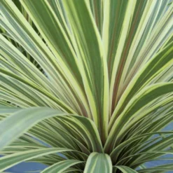Cordyline Australis 'Torbay Dazzler'