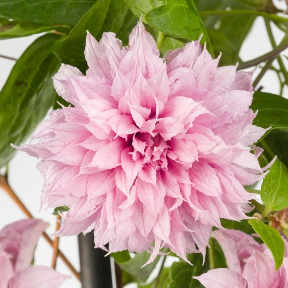 Clematis Multi Pink ('ST17333') (PBR) 1 Clematis Multi Pink ('ST17333') (PBR)