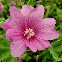 Malva × Clementii 'Burgundy Wine'