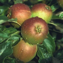 Apple 'Cox's Orange Pippin'