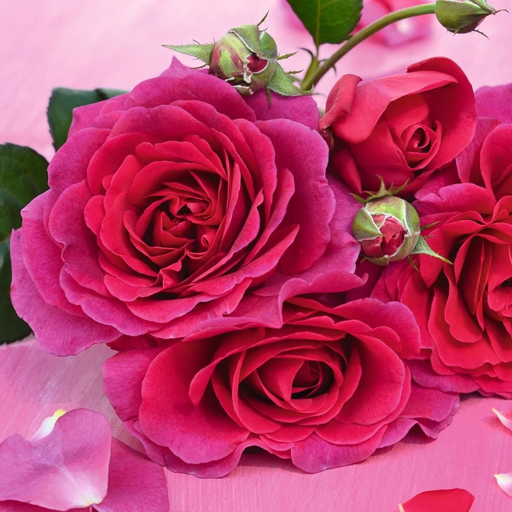 Rosa Timeless Purple ('Noa38121') (PBR) 2 Rosa Timeless Purple ('Noa38121') (PBR) - Image 2