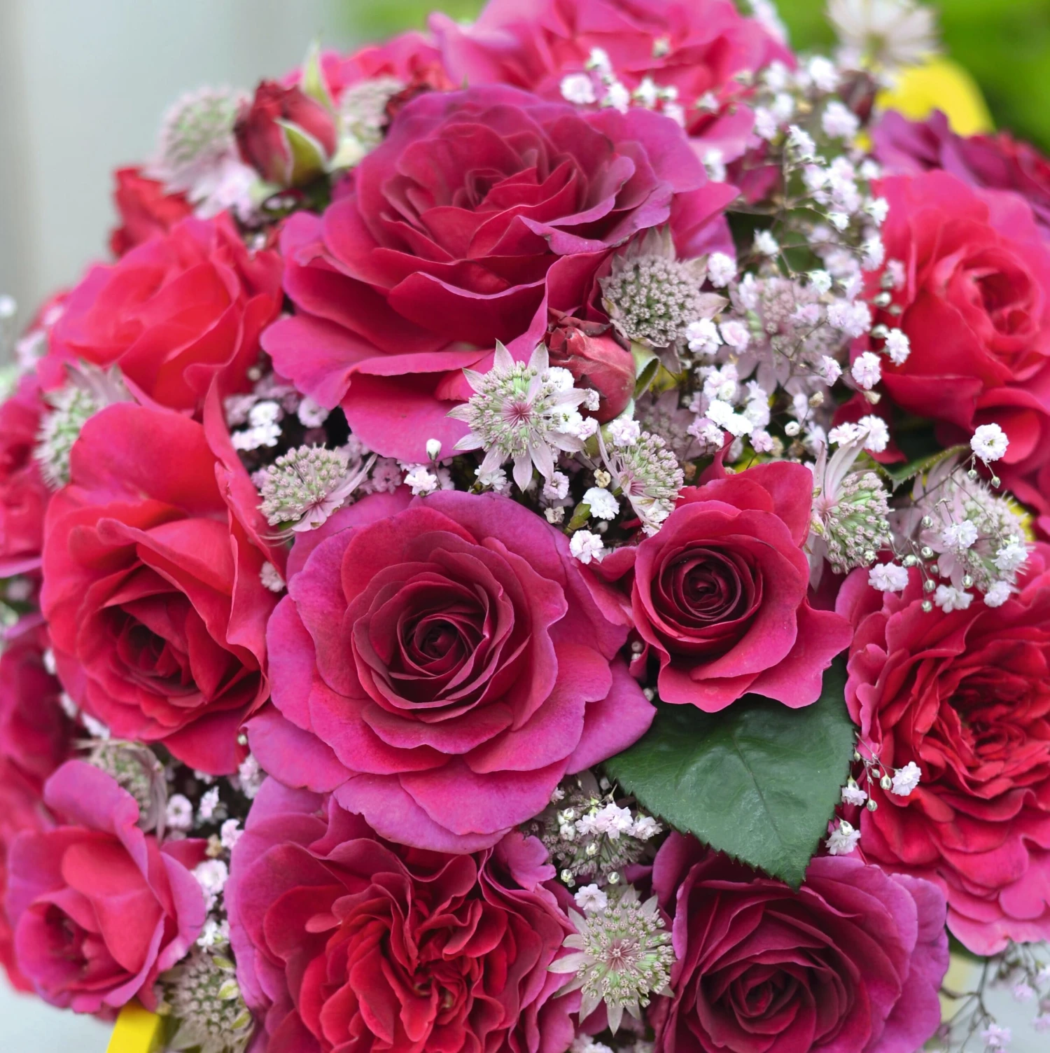 Rosa Timeless Purple ('Noa38121') (PBR) 3 Rosa Timeless Purple ('Noa38121') (PBR) - Image 3