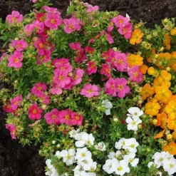 Potentilla Fruticosa Bellissima ('Hachliss') (PBR) -Sapling Vibe Sales Store pl2000037211 card3 lg